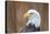 Portrait of a Bald Eagle-JHVEPhoto-Stretched Canvas