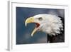 Portrait of a Bald Eagle-W. Perry Conway-Framed Photographic Print