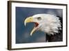 Portrait of a Bald Eagle-W. Perry Conway-Framed Photographic Print