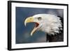 Portrait of a Bald Eagle-W. Perry Conway-Framed Photographic Print