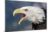 Portrait of a Bald Eagle-W. Perry Conway-Mounted Photographic Print