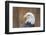 Portrait of a Bald Eagle-JHVEPhoto-Framed Photographic Print