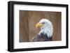 Portrait of a Bald Eagle-JHVEPhoto-Framed Photographic Print