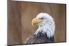Portrait of a Bald Eagle-JHVEPhoto-Mounted Photographic Print