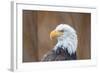 Portrait of a Bald Eagle-JHVEPhoto-Framed Photographic Print