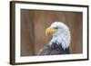 Portrait of a Bald Eagle-JHVEPhoto-Framed Photographic Print