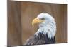 Portrait of a Bald Eagle-JHVEPhoto-Mounted Photographic Print