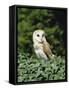 Portrait of a Barn Owl (Tyto Alba)-Philip Craven-Framed Stretched Canvas