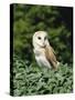 Portrait of a Barn Owl (Tyto Alba)-Philip Craven-Stretched Canvas