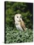 Portrait of a Barn Owl (Tyto Alba)-Philip Craven-Stretched Canvas