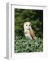 Portrait of a Barn Owl (Tyto Alba)-Philip Craven-Framed Photographic Print