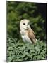 Portrait of a Barn Owl (Tyto Alba)-Philip Craven-Mounted Photographic Print