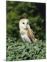 Portrait of a Barn Owl (Tyto Alba)-Philip Craven-Mounted Photographic Print