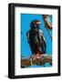 Portrait of a bateleur eagle perched on a dead tree branch. Okavango Delta, Botswana.-Sergio Pitamitz-Framed Photographic Print