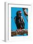 Portrait of a bateleur eagle perched on a dead tree branch. Okavango Delta, Botswana.-Sergio Pitamitz-Framed Photographic Print