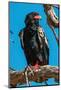 Portrait of a bateleur eagle perched on a dead tree branch. Okavango Delta, Botswana.-Sergio Pitamitz-Mounted Photographic Print