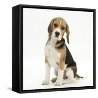 Portrait of a Beagle Puppy Sitting-Mark Taylor-Framed Stretched Canvas