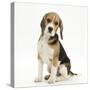Portrait of a Beagle Puppy Sitting-Mark Taylor-Stretched Canvas