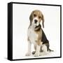 Portrait of a Beagle Puppy Sitting-Mark Taylor-Framed Stretched Canvas