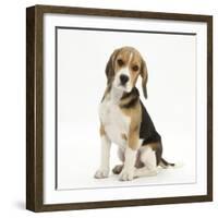 Portrait of a Beagle Puppy Sitting-Mark Taylor-Framed Photographic Print