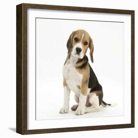 Portrait of a Beagle Puppy Sitting-Mark Taylor-Framed Photographic Print