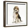 Portrait of a Beagle Puppy Sitting-Mark Taylor-Framed Photographic Print