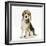 Portrait of a Beagle Puppy Sitting-Mark Taylor-Framed Photographic Print