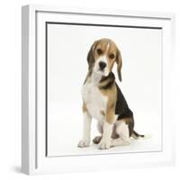 Portrait of a Beagle Puppy Sitting-Mark Taylor-Framed Photographic Print