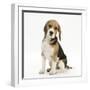 Portrait of a Beagle Puppy Sitting-Mark Taylor-Framed Photographic Print