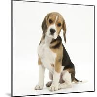 Portrait of a Beagle Puppy Sitting-Mark Taylor-Mounted Photographic Print