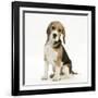 Portrait of a Beagle Puppy Sitting-Mark Taylor-Framed Photographic Print