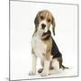 Portrait of a Beagle Puppy Sitting-Mark Taylor-Mounted Photographic Print