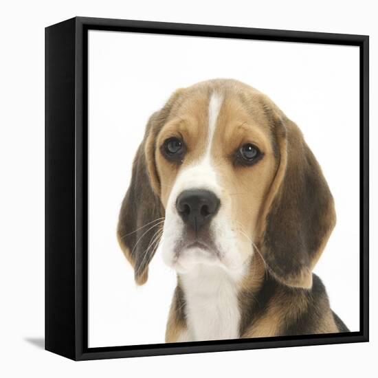 Portrait of a Beagle Puppy-Mark Taylor-Framed Stretched Canvas