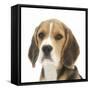 Portrait of a Beagle Puppy-Mark Taylor-Framed Stretched Canvas