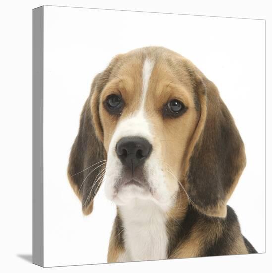 Portrait of a Beagle Puppy-Mark Taylor-Stretched Canvas