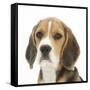 Portrait of a Beagle Puppy-Mark Taylor-Framed Stretched Canvas