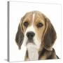 Portrait of a Beagle Puppy-Mark Taylor-Stretched Canvas