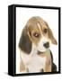 Portrait of a Beagle Puppy-Mark Taylor-Framed Stretched Canvas