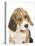 Portrait of a Beagle Puppy-Mark Taylor-Stretched Canvas