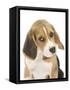 Portrait of a Beagle Puppy-Mark Taylor-Framed Stretched Canvas