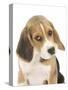 Portrait of a Beagle Puppy-Mark Taylor-Stretched Canvas