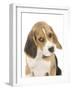 Portrait of a Beagle Puppy-Mark Taylor-Framed Photographic Print