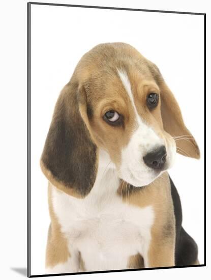 Portrait of a Beagle Puppy-Mark Taylor-Mounted Photographic Print