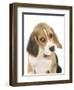 Portrait of a Beagle Puppy-Mark Taylor-Framed Photographic Print