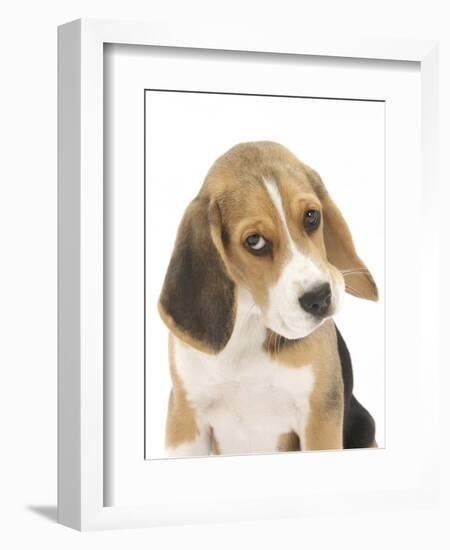 Portrait of a Beagle Puppy-Mark Taylor-Framed Photographic Print