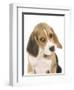 Portrait of a Beagle Puppy-Mark Taylor-Framed Photographic Print