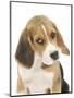 Portrait of a Beagle Puppy-Mark Taylor-Mounted Photographic Print