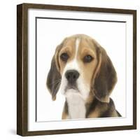 Portrait of a Beagle Puppy-Mark Taylor-Framed Photographic Print