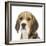 Portrait of a Beagle Puppy-Mark Taylor-Framed Photographic Print