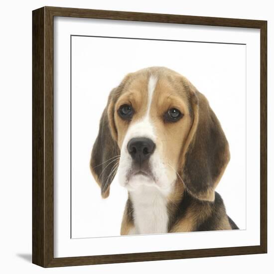 Portrait of a Beagle Puppy-Mark Taylor-Framed Photographic Print